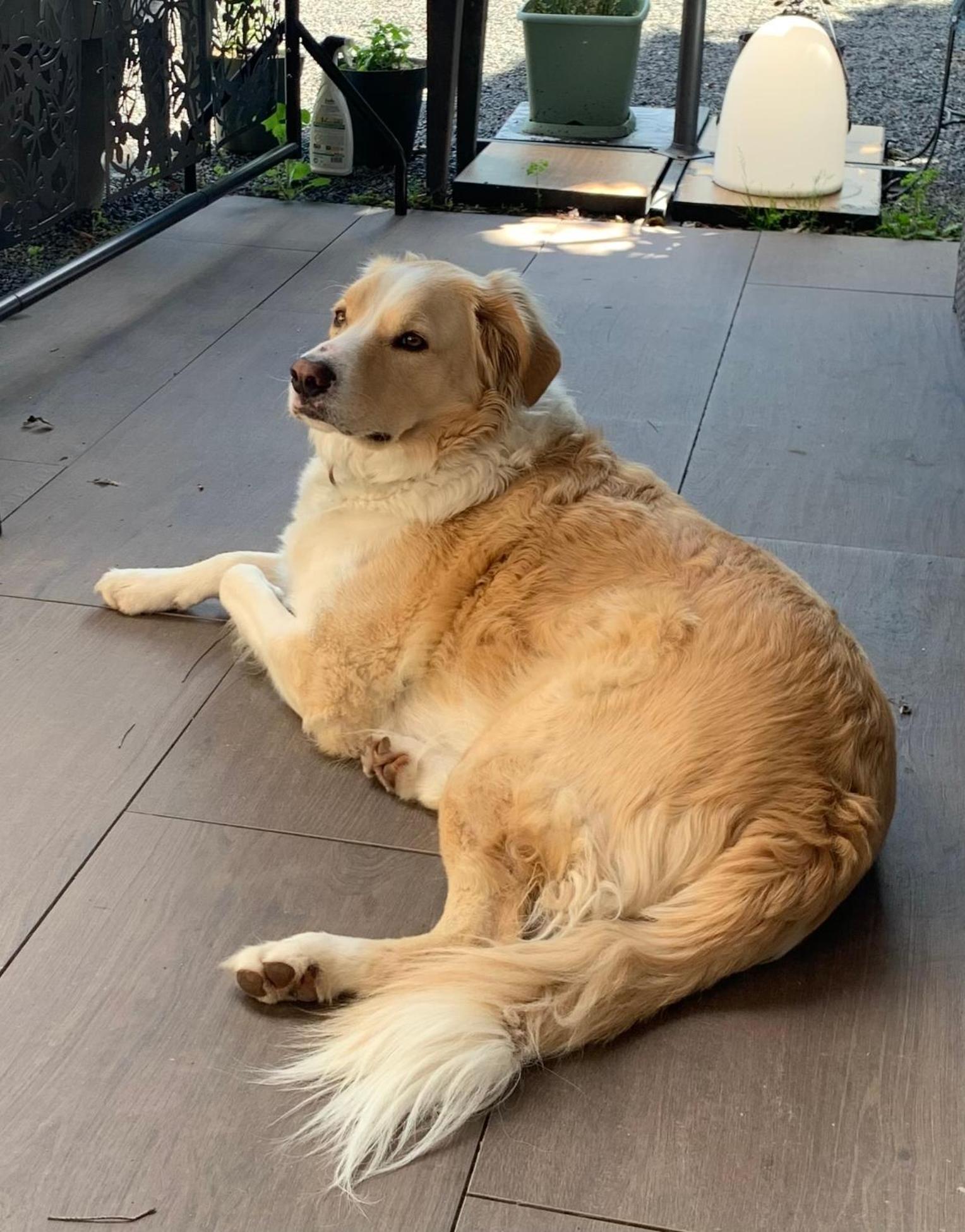 Cookie Home Dolomieux Kültér fotó